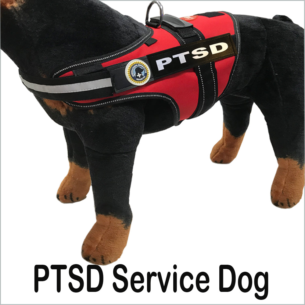 PTSD Service Dog