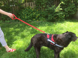 "Walker" Service Dog Leash